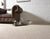 Discover-the-Beauty-and-Durability-of-Cormar-Carpets Interiors By Sutton