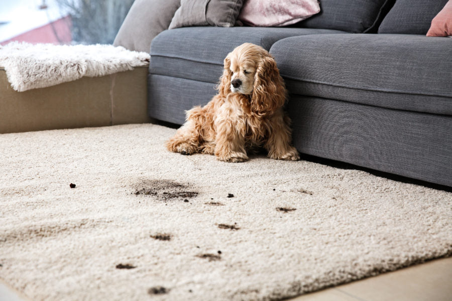 Pets vs High-end Carpets - Sutton Carpets